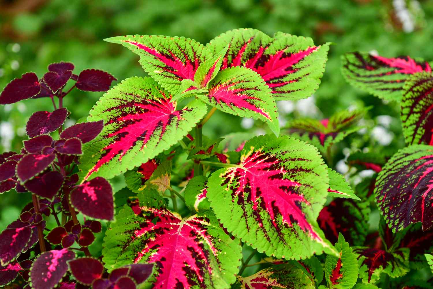 Native Plants for Nashville: Creating Sustainable Landscapes with Tennessee's Natural Beauty