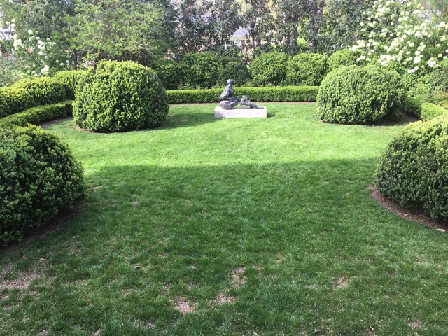 Boxwood Transplant Project