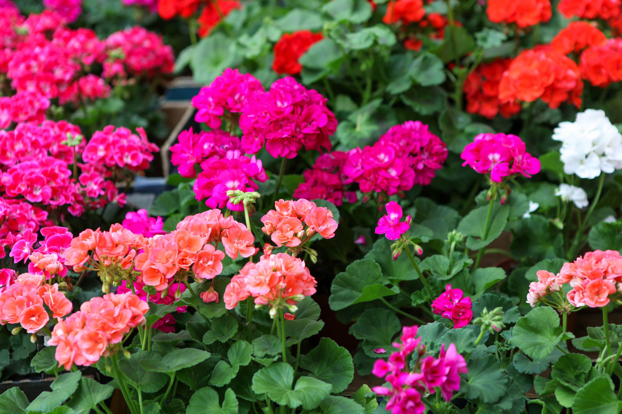 Flowers That Bloom in May: Complete Spring Garden Guide (2025)