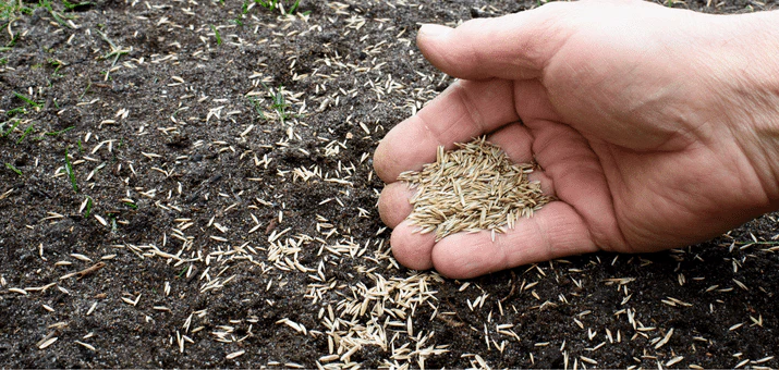 Grass Seed vs Sod: Complete Comparison Guide (2025)