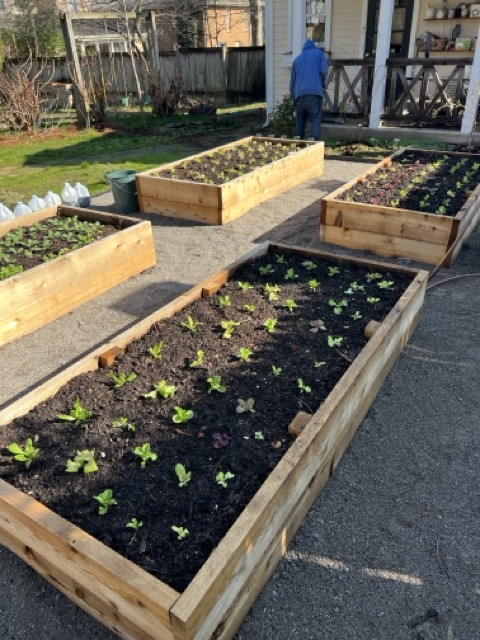 Raised Garden Bed