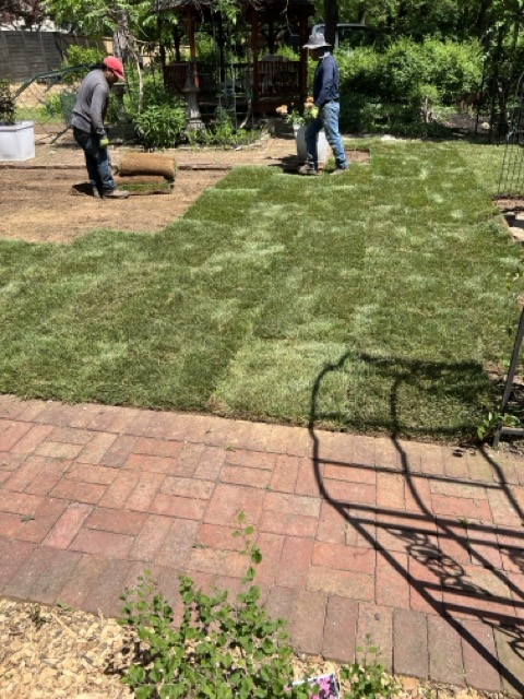 Sod Installation Project