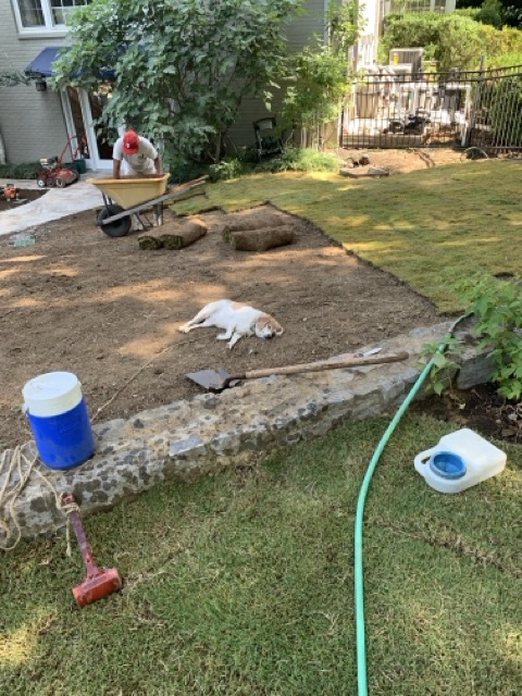 Lawn Renovation